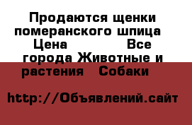 Продаются щенки померанского шпица › Цена ­ 45 000 - Все города Животные и растения » Собаки   